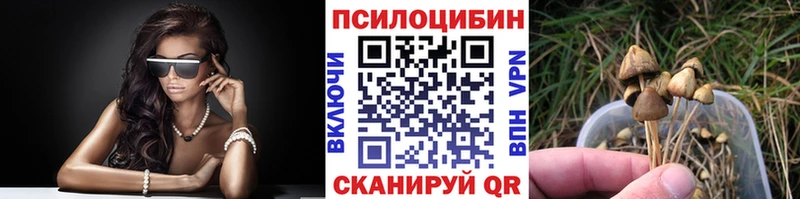 купить   Новозыбков  Галлюциногенные грибы Psilocybe 